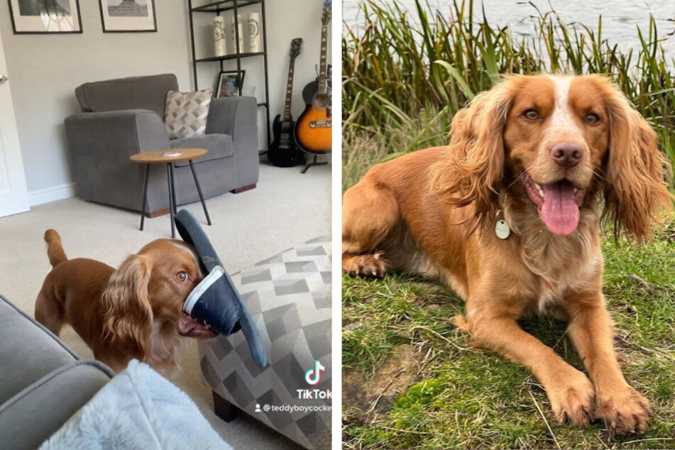 TikTokers love this dog's reaction to being caught red handed