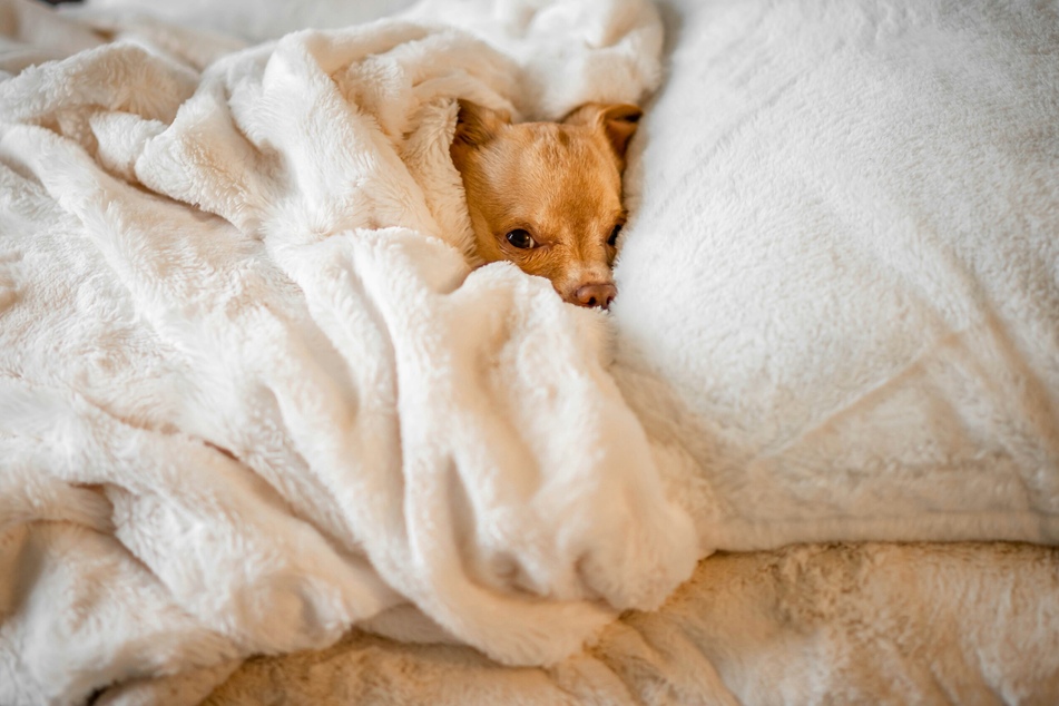 There's no need to worry or wake your dog when it's dreaming.