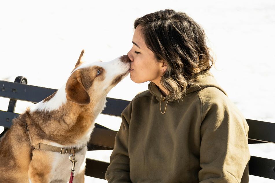 If your dog bites you on the face, this is a medical emergency and should be treated as such.