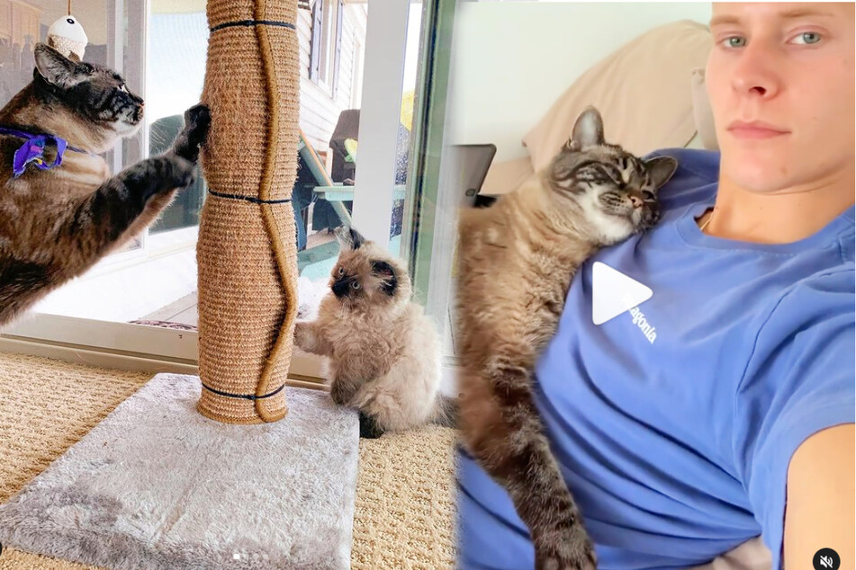 Pet owner Tyler Nock gets clingy cat Toulouse a companion: "You've got a friend in me"