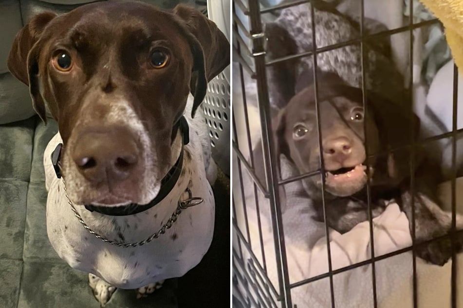 Dog's reaction to chaotic new puppy brother is priceless: "The meet and greet did not go as planned"
