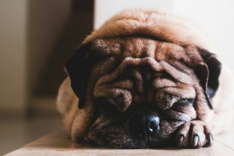 Dog hypothyroidism: Symptoms and treatment