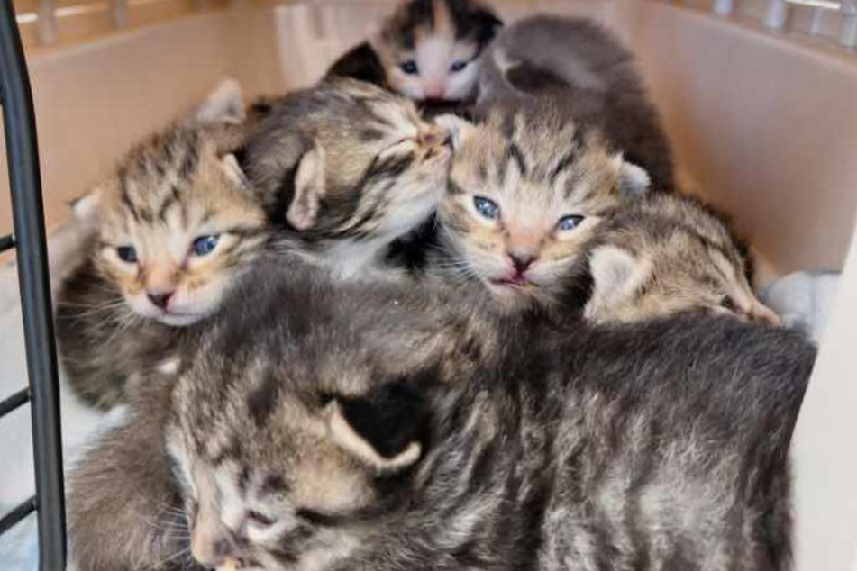 How sweet: the little ones are now safe.