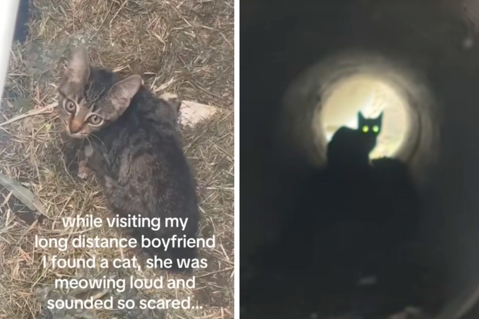 Kitten found trapped in a drain – and this brave woman doesn't hesitate to save her!