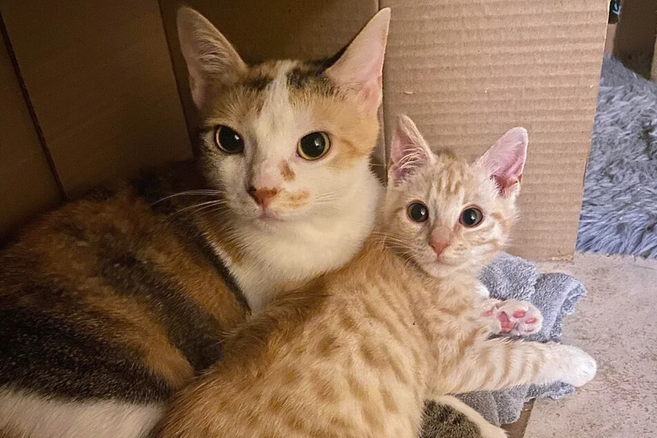 It's clear to see that the cats are now best friends.
