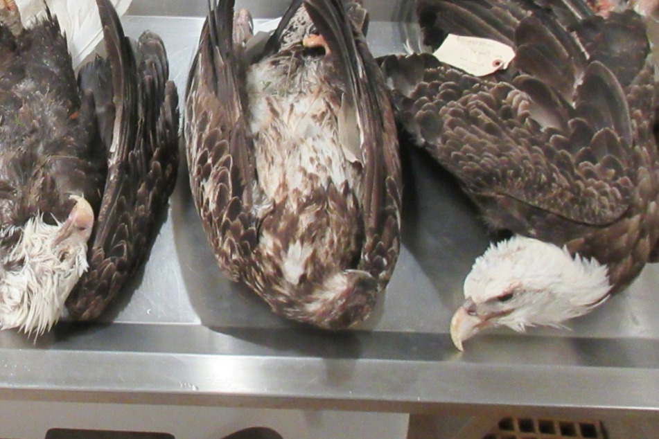 Dead bald eagles prompt foul play investigation in Michigan