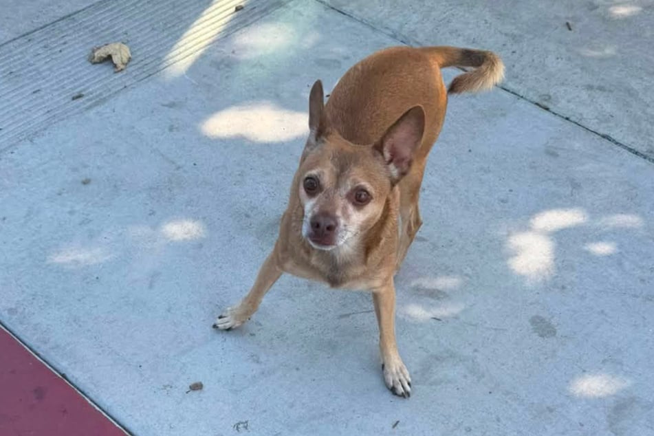 A wrong move and the Chihuahua could have panicked and ran toward a moving car.