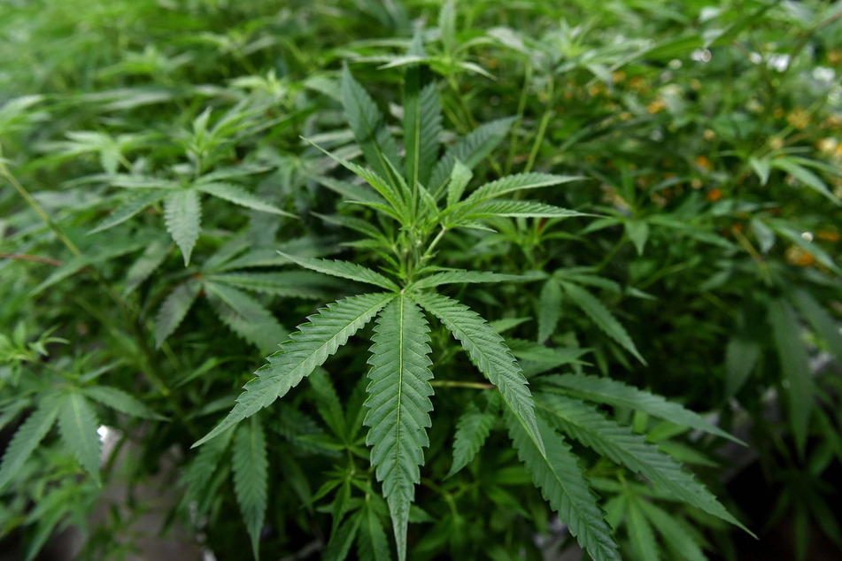Yes we cannabis! House of Representatives votes to legalize marijuana