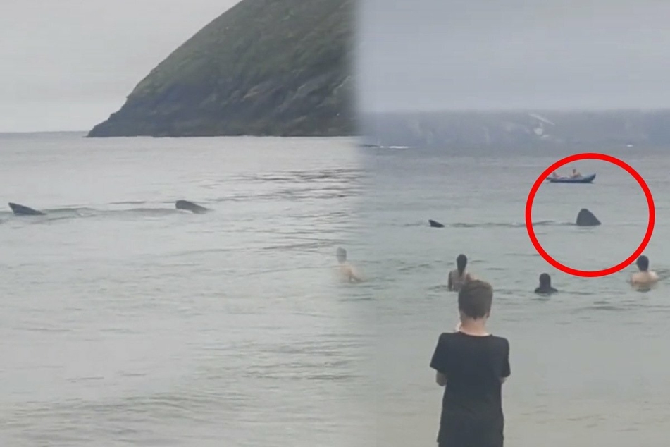 Sharks crashing a beach party in Ireland caught on video!