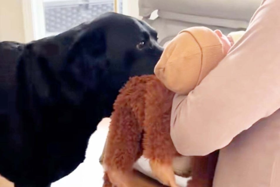 Dudley the dog really wants to show the baby his favorite stuffed animal.