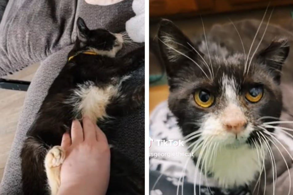 Cat's sweet tooth helps him make a miraculous recovery hours before scheduled euthanasia!
