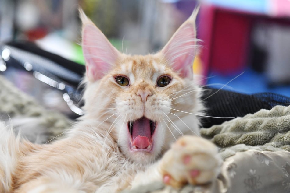 Maine coons are ridiculously cute, ridiculously big, and ridiculously chubby.