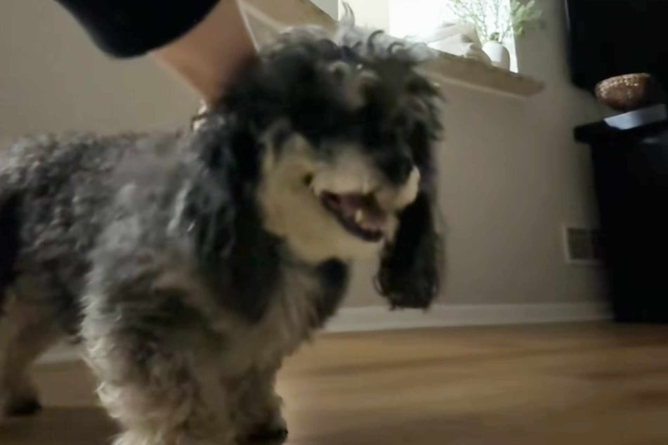Ryder the dog suddenly froze up, with his paws feeling like "deadweight" to his owner.