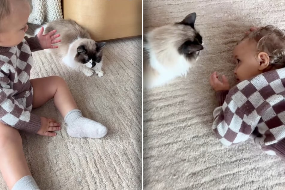 Toddler says goodbye to beloved dying cat – now he's grieving in the most bittersweet way