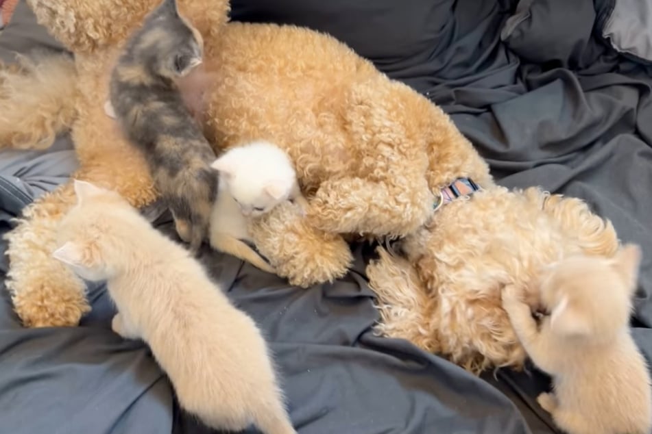 If the kittens need some play time, Ted is more than happy to be there for them!