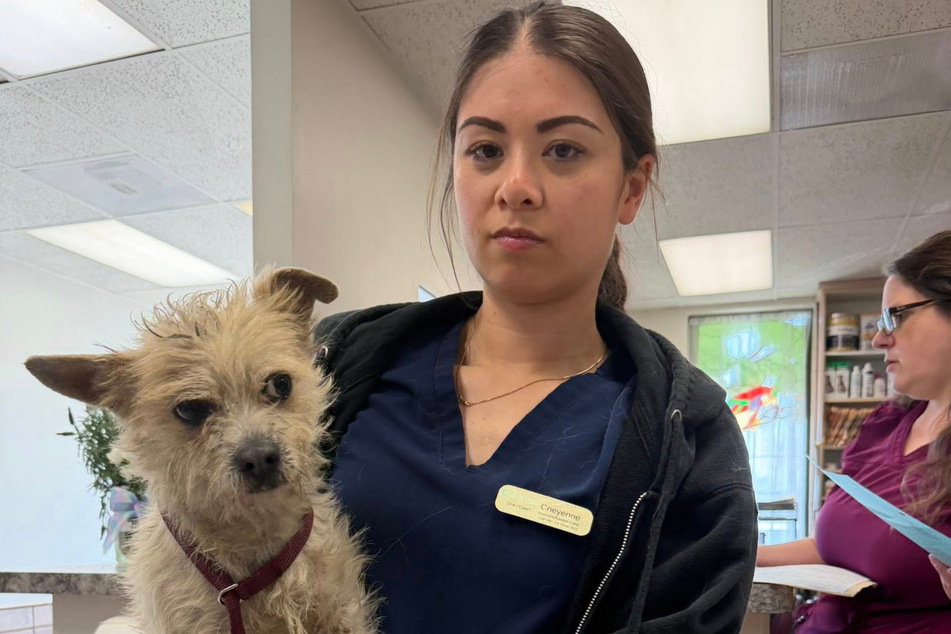 Even if he looks a bit disgruntled, Shaggy the dog is in the right place at the animal shelter.