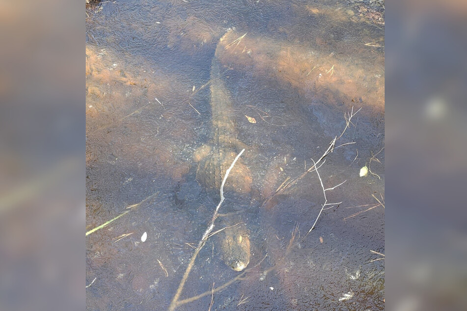 This alligator is frozen solid, but its snout is above the ice.