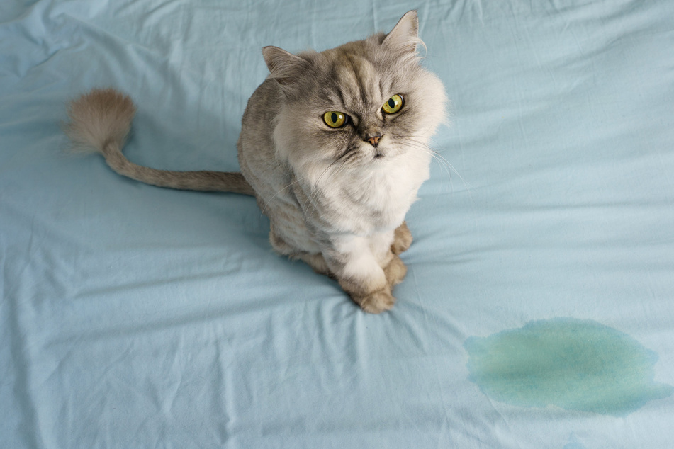 Why your cat pees everywhere and tips to toilet train your feline