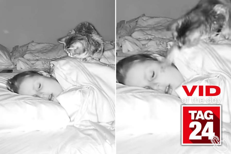 This cat slapped its owner awake and she just smiled and went back to sleep in what viewers are calling "scary."