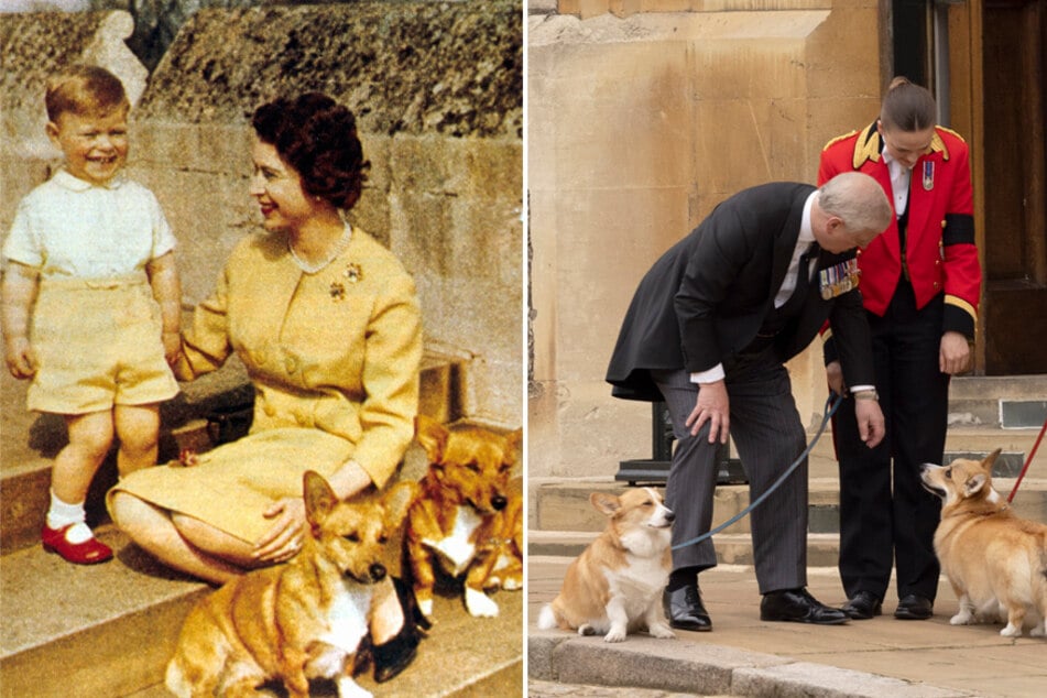 The late Queen Elizabeth II (center r) was very fond of Pembroke Welsh Corgis.