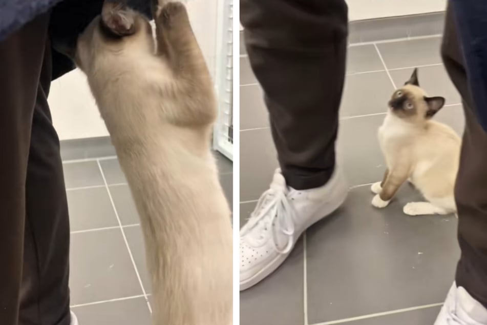 Shelter kitten has hilarious – but effective! – method of getting himself adopted