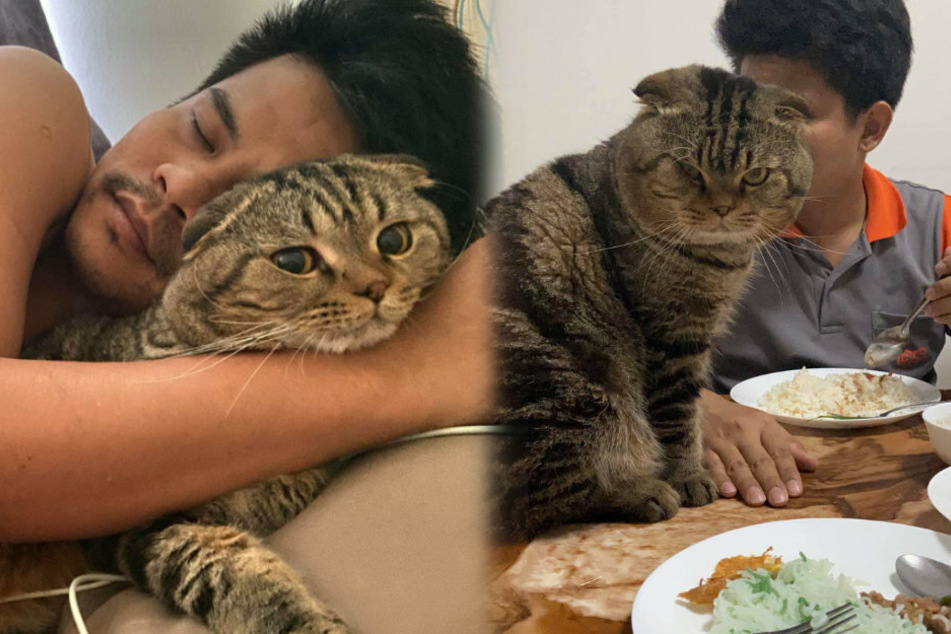 A cat has stolen this woman's husband and there are photos to prove it!