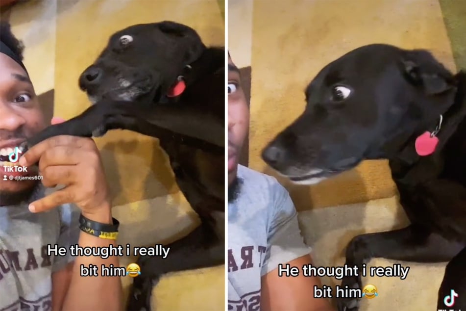 TikTok dog prank goes wild after shocked dog wows with hilarious reaction