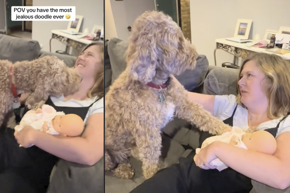 This Goldendoodle's jealousy is epic!