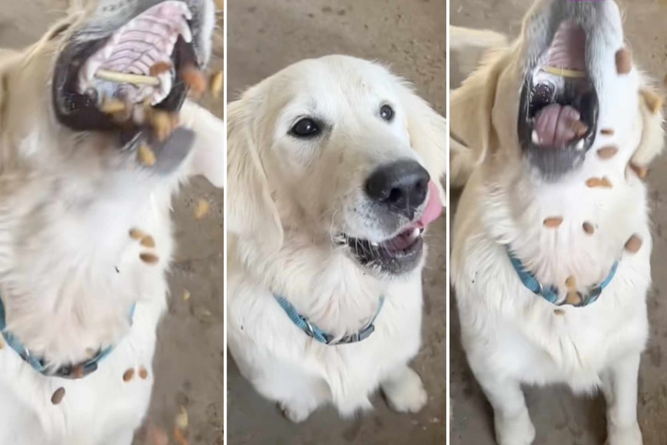 One TikToker noticed something in slow-motion footage of her dog that led to a shocking medical discovery!