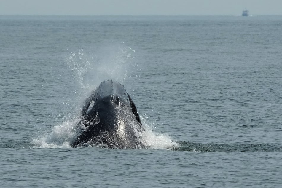 A growing cohort of mostly juvenile humpbacks are thriving in New York's waterways.