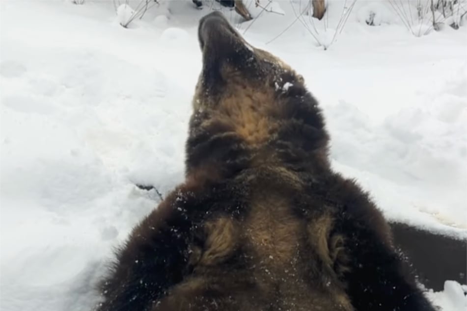 Some Instagram users were curious to know whether or not Emmett the bear hibernates in the winter.