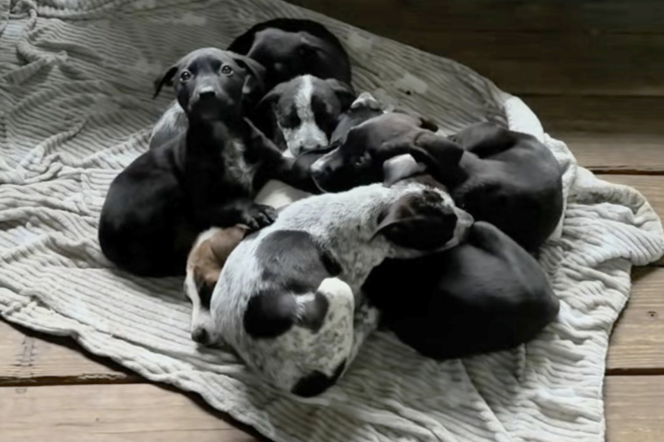 Jynni the dog and her siblings were abandoned in the forest.