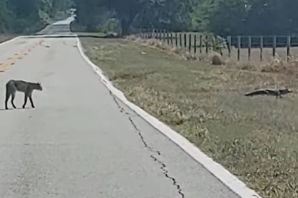 Cathy Terry was thrilled to see a bobcat!