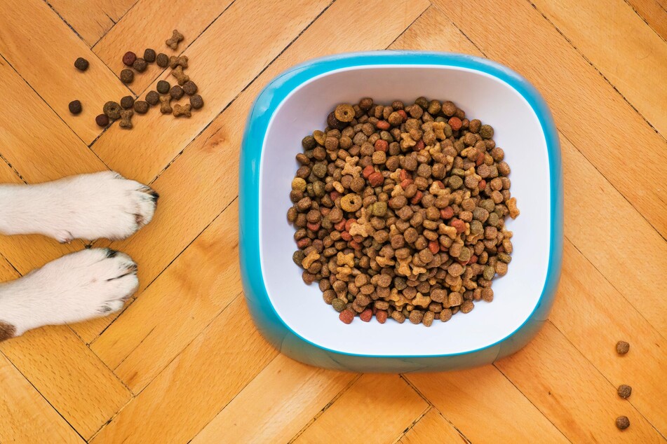 The right diet makes an important contribution to a dog's health and therefore also to its paws.