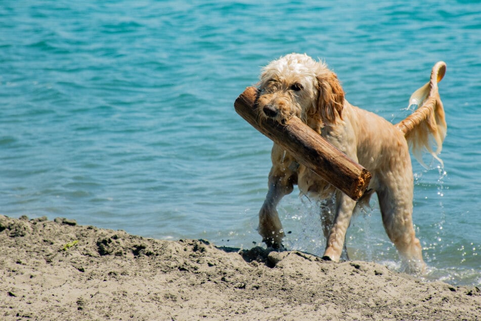 Fun in the sun! Take your dog to the beach with these important tips