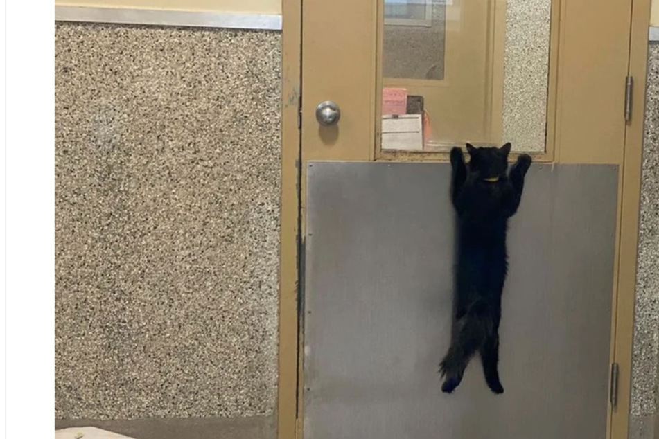 Black cat clings to hope for a new forever home
