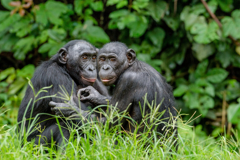 Bonobos are more closely related to humans than they are to gorillas (stock image).