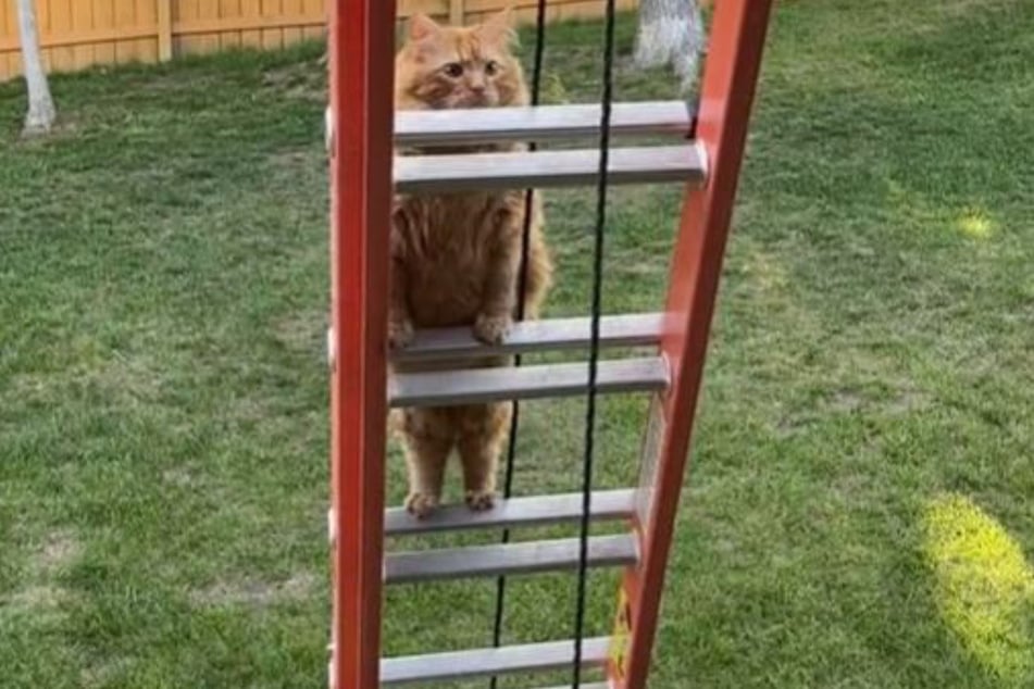 This cat's dramatic fall has millions laughing on TikTok.