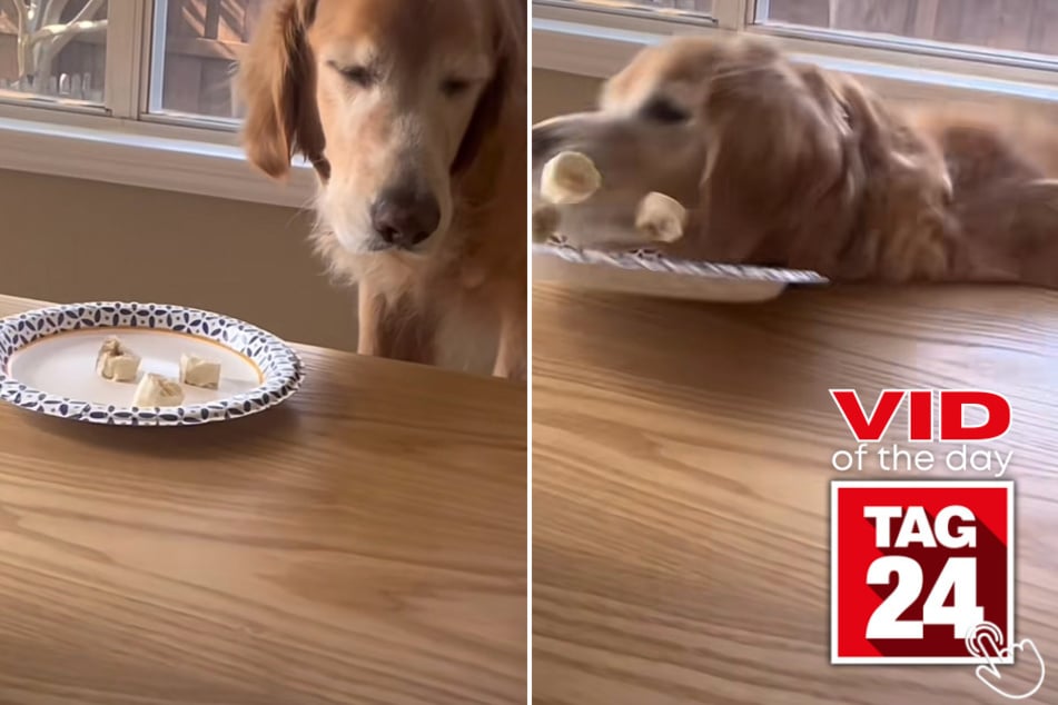 Today's Viral Video of the Day features an adorable Golden Retriever taking a not-so-adorable fall during his daily snack time.