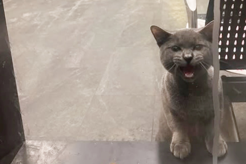 Stray cat is trapped in the strangest place – can rescuers get to him before it's too late?