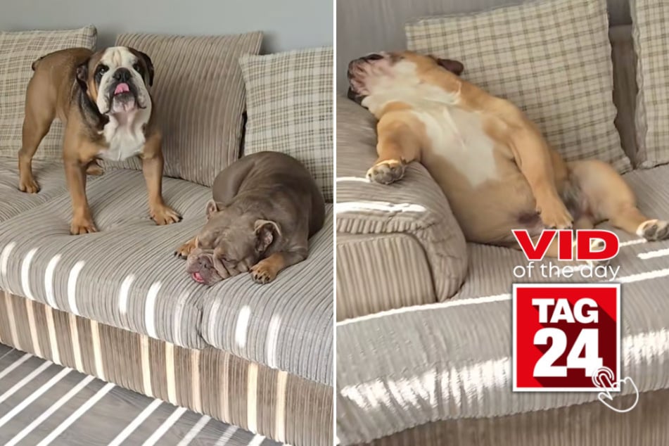 Viral Video of the Day for September 7, 2025: Bulldogs go from total nap mode to chaos in seconds