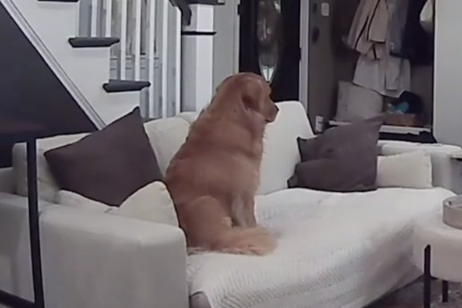 The poor Golden Retriever looks sadly into nothingness.