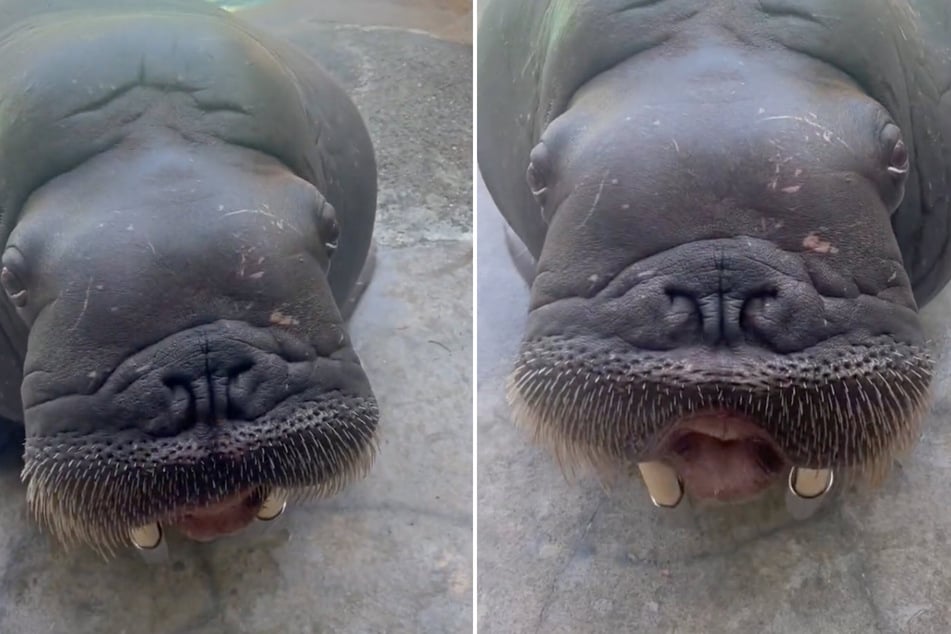This walrus at the Point Defiance Zoo & Aquarium has an astonishing vocal range!