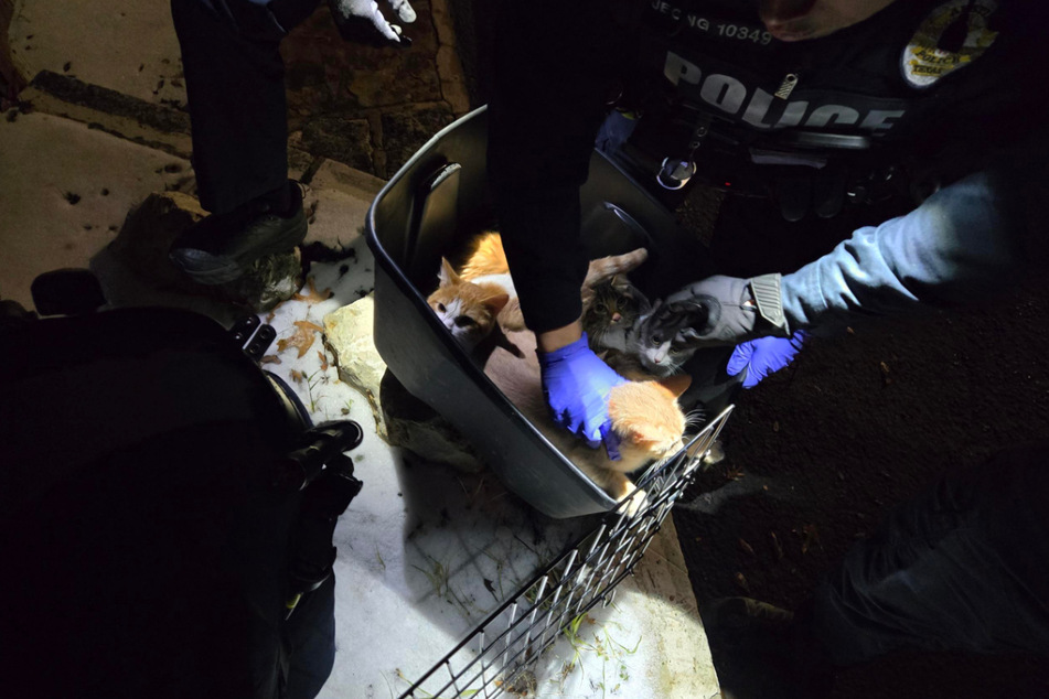 Police officers were called in and brought the kittens to an animal shelter.