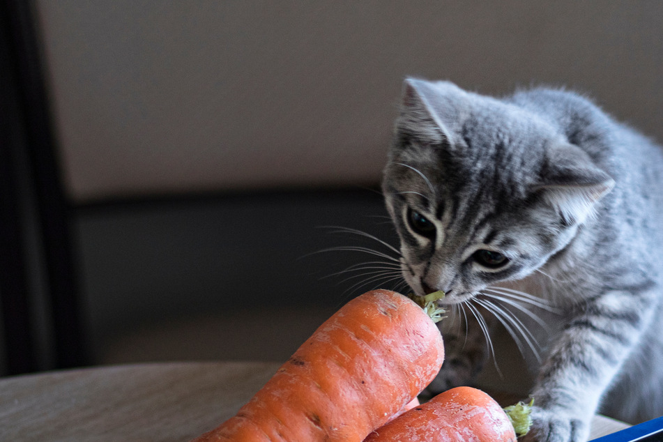 Are cats allowed to eat carrots? TAG24 clarifies!