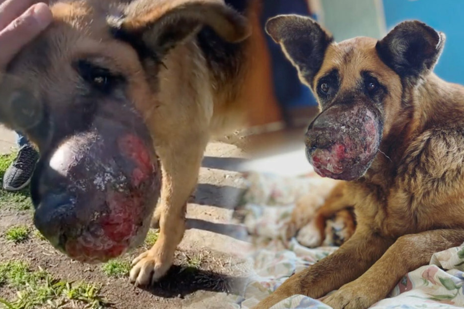 Dog finds a kind home despite gruesome tumor