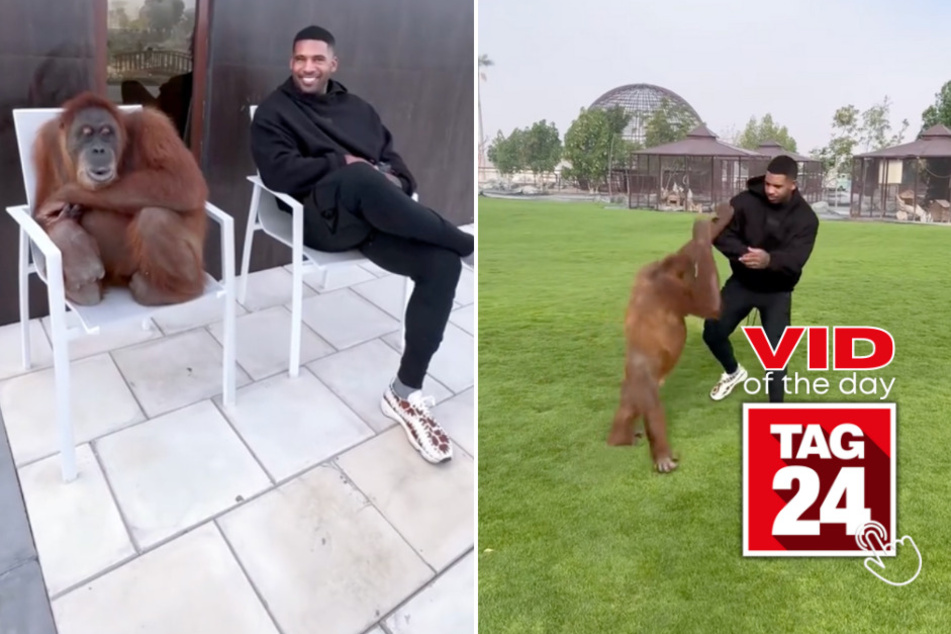 Viral Video of the Day for May 12, 2024: Man visits orangutan friend in Dubai: "How are you my girl?"