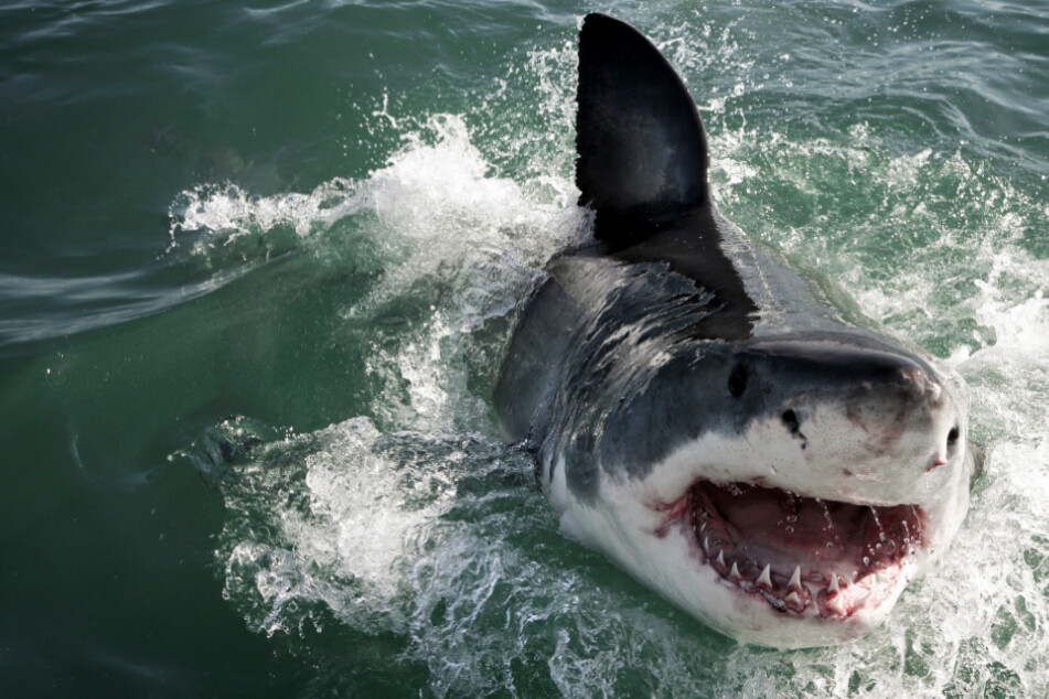 Shark bites off 14-year-olds arm and tour guide's leg in horrific attack