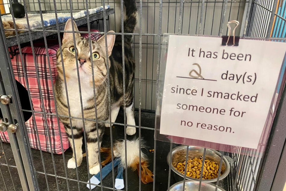 Max the cat makes it clear he's had enough by smacking anyone who doesn't read his signals.