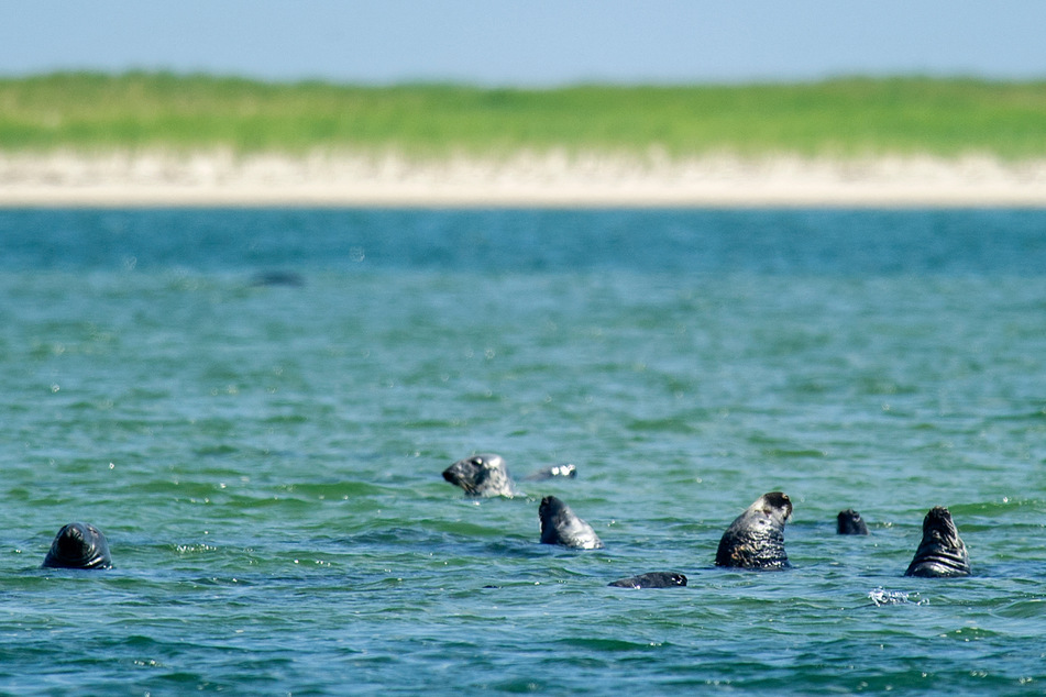 At some point, the seal will hopefully be able to return to its natural habitat.